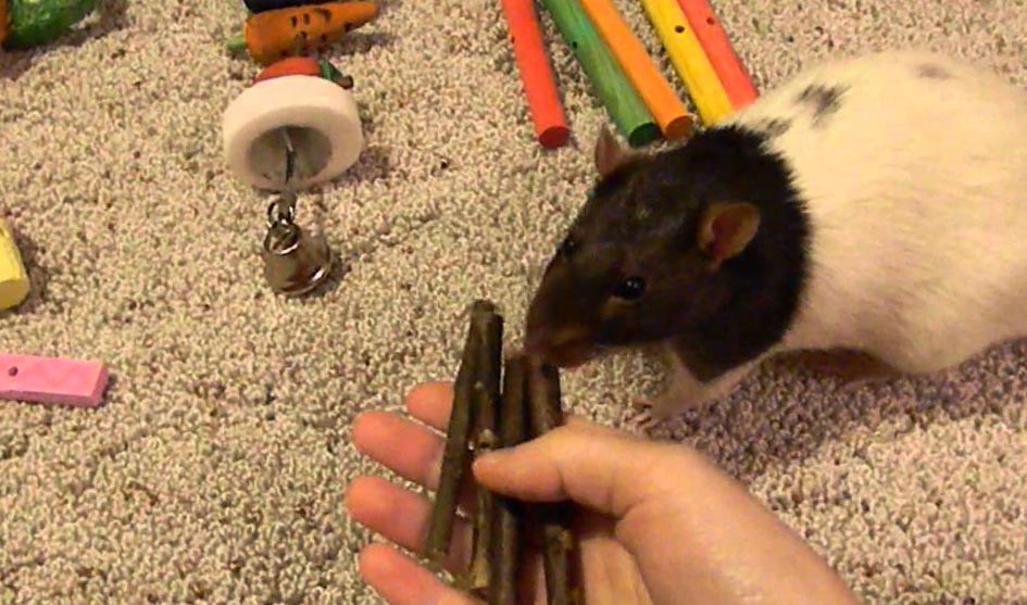 Игрушки для крыс