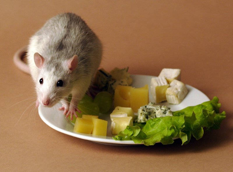 Что едят декоративные крысы