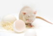 Можно ли давать яйца домашним крысам
