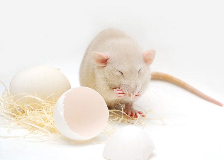 Можно ли давать яйца домашним крысам