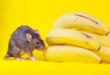 Можно ли давать банан крысам? 