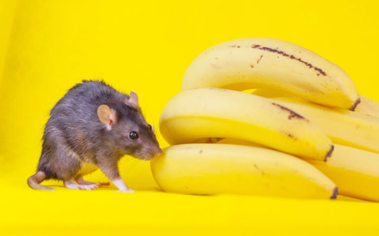 Можно ли давать банан крысам? 