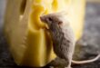 Можно ли домашним крысам сыр и молочные продукты?