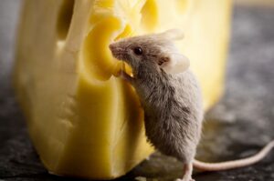 Можно ли домашним крысам сыр и молочные продукты?