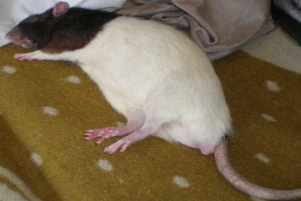 Крыса умирает: признаки приближающейся смерти 