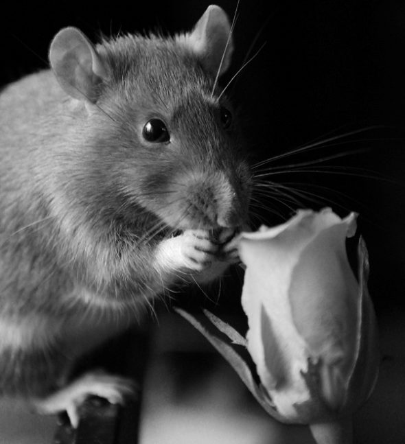 Крыса умирает: признаки приближающейся смерти 