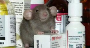 Препараты и антибиотики для домашних крыс 