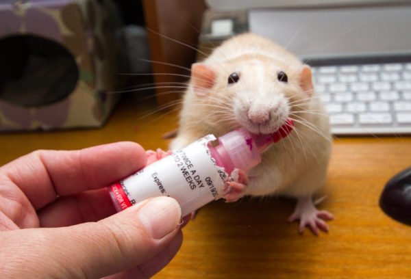 Препараты и антибиотики для домашних крыс 