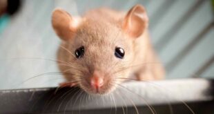 Микоплазмоз у крыс: симптомы и лечение