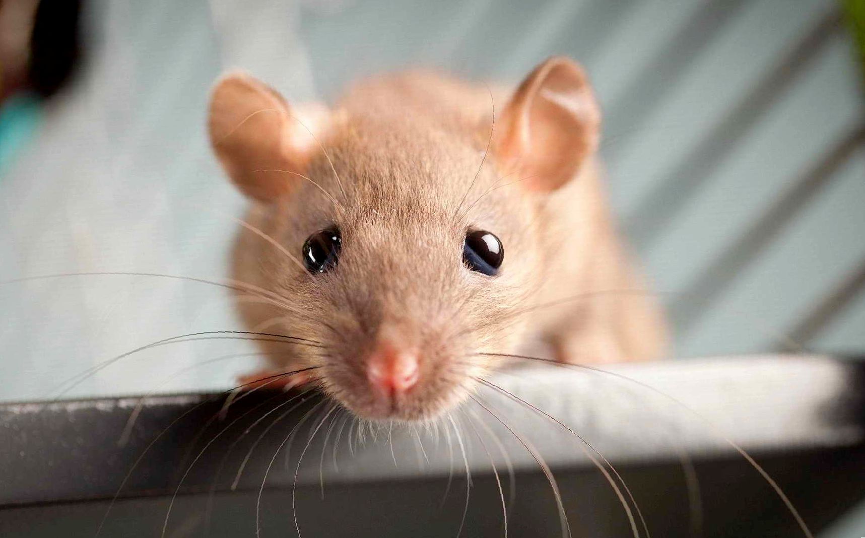 Микоплазмоз у крыс: симптомы и лечение