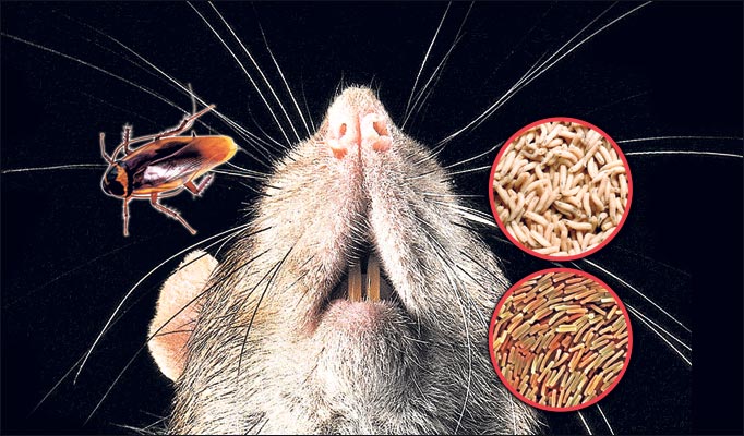 Блохи, вши и другие паразиты у крыс 