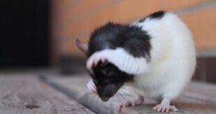 Почему крыса постоянно чешется