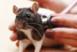 Крыса тяжело дышит: причины и лечение