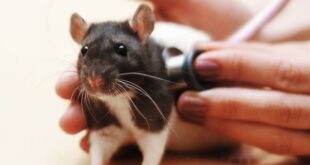 Крыса тяжело дышит: причины и лечение