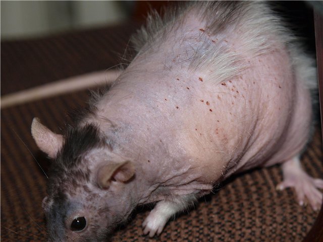 Почему крыса лысеет и линяет, выпадение шерсти у грызунов