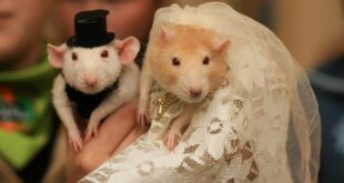 Как размножаются крысы: разведение и спаривание