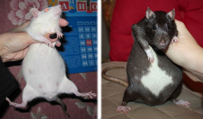 Как размножаются крысы: разведение и спаривание