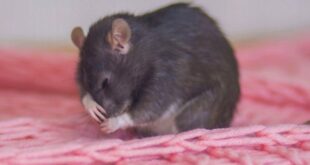 Крыса часто чихает, что делать?