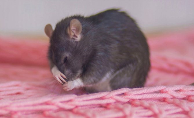 Крыса часто чихает, что делать?