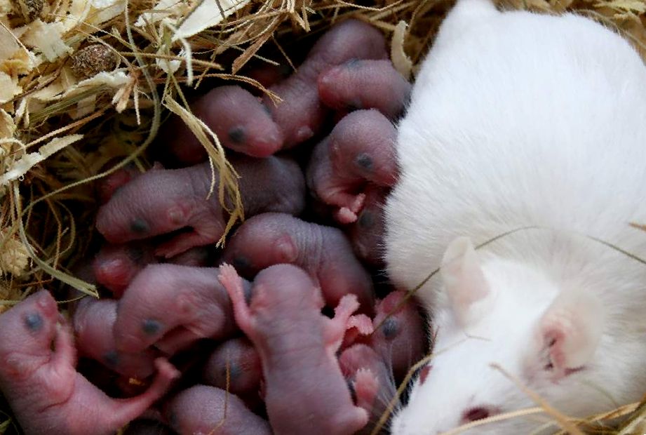 Беременность у крыс