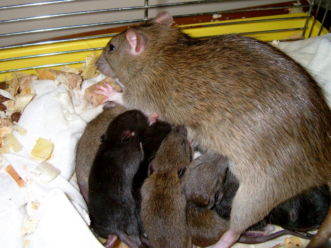 Беременность у крыс