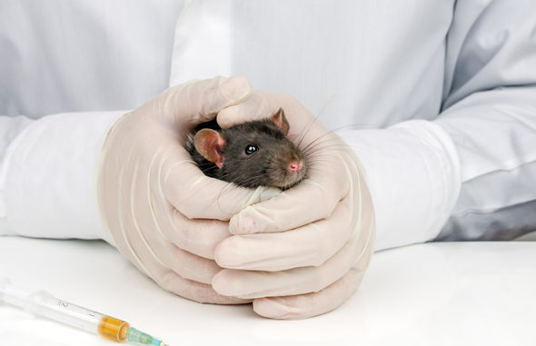 Рак у крысы