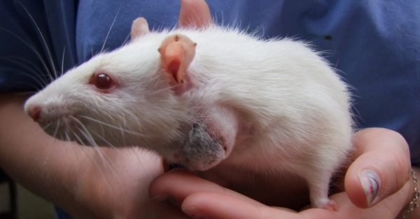 Рак у крысы