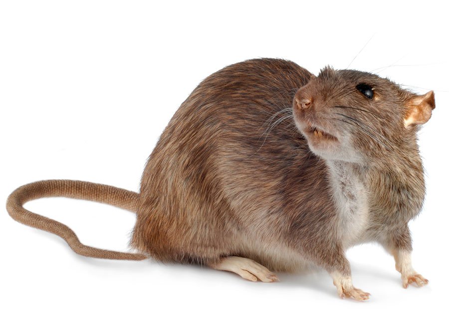 Крыса - описание и образ жизни