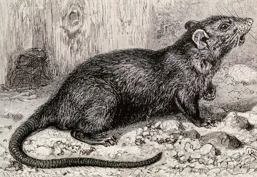 Крыса - описание и образ жизни