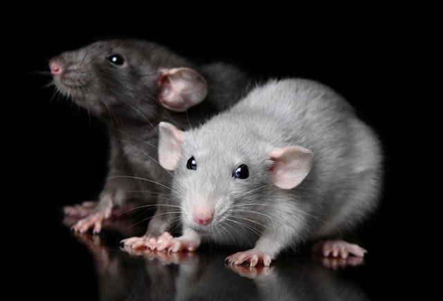 Черная и серая крысы на черном фоне