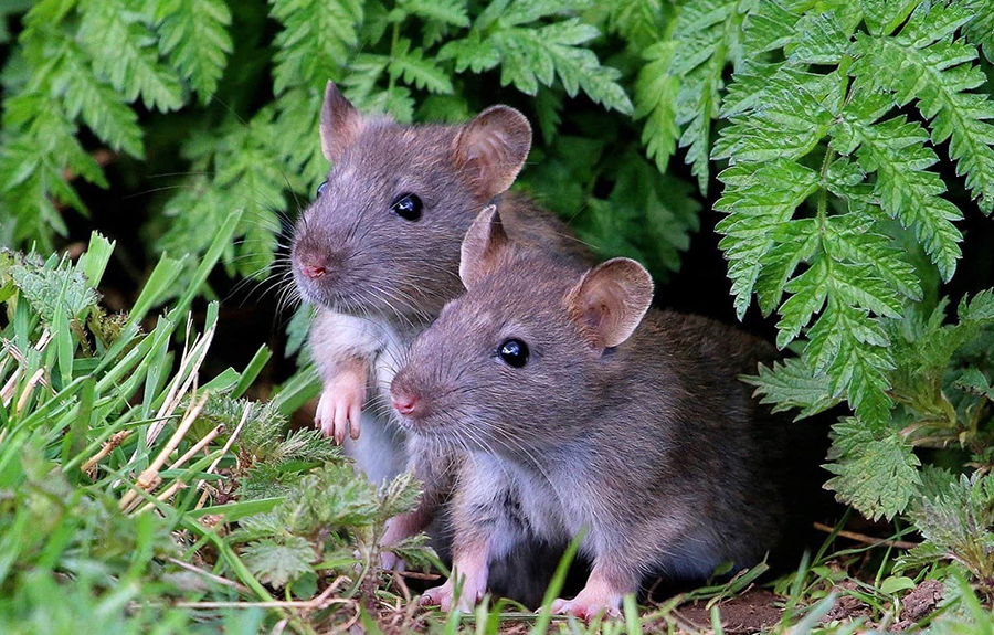 Две серые крысы наблюдают из укрытия